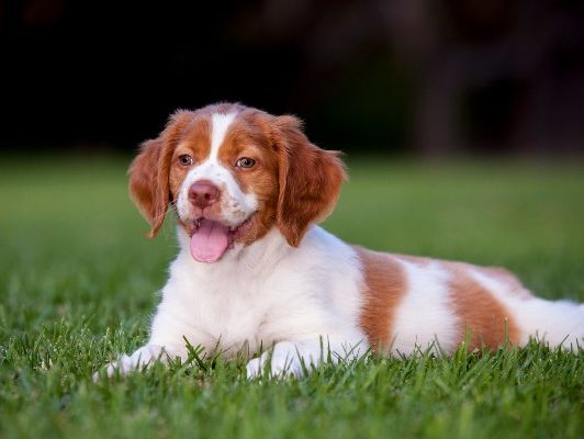 Spaniel bretón