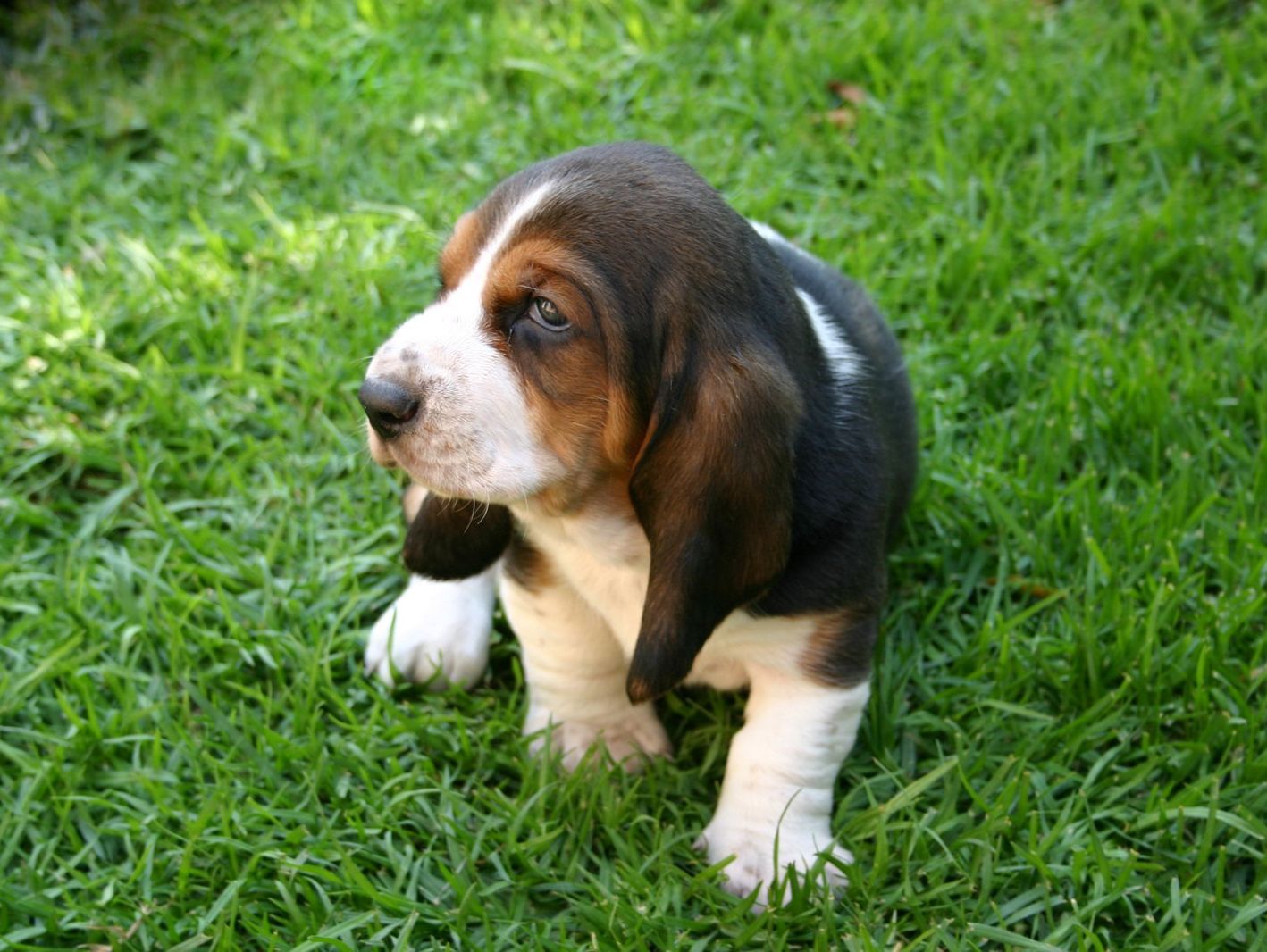 Busset Hound